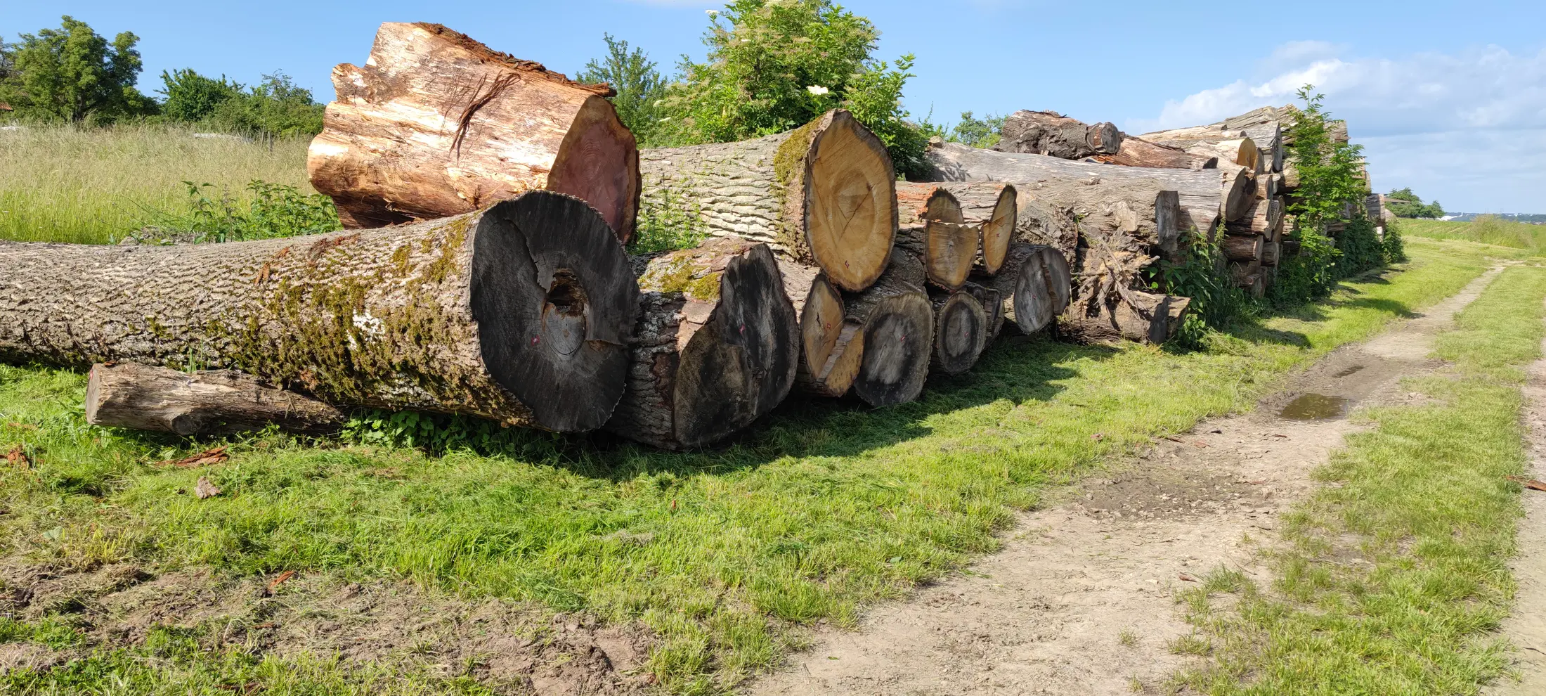 Regionale Baumstämme für das mobile Sägewerk